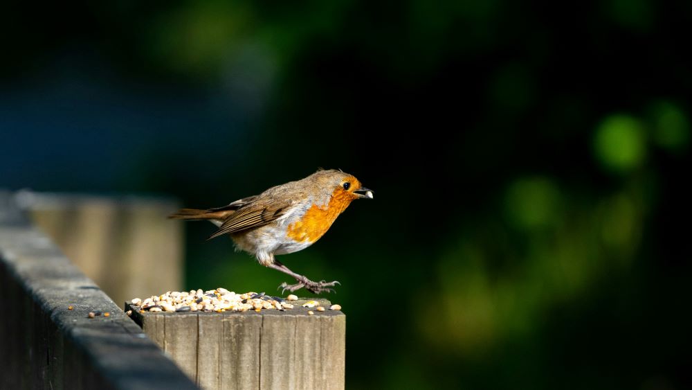 Biodiversité en danger :
