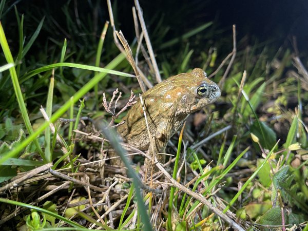 Suivi écologique : Vers une amélioration durable de la biodiversité